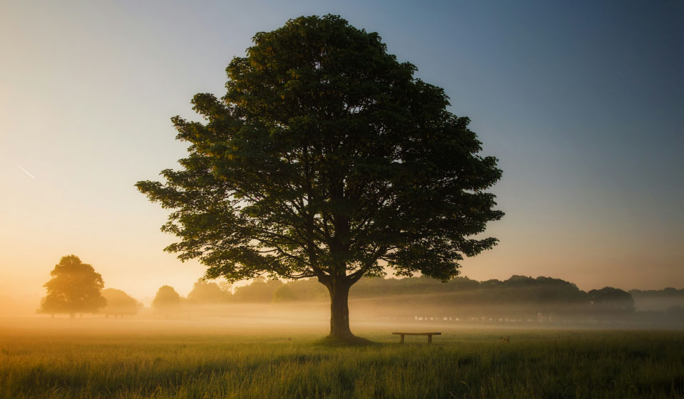 Un albero maestoso al tramonto in un campo, simbolo di radicamento, crescita e trasformazione personale.