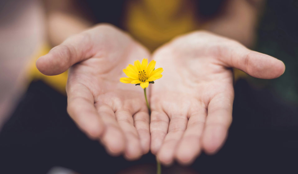 Mani che offrono un fiore giallo, simbolo di crescita, potenziale e nuove opportunità nel coaching.